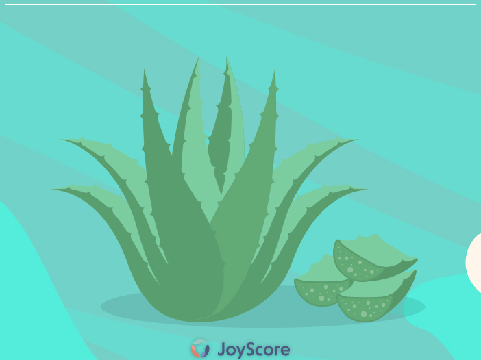 Benefits of Aloe Vera- The Miracle Plant